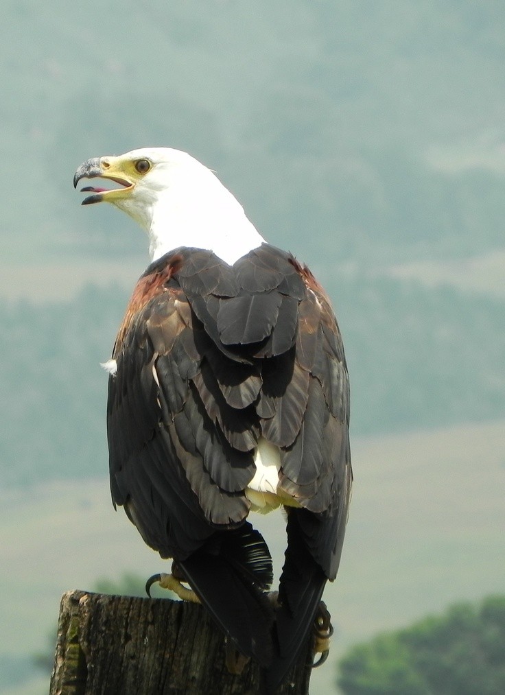 Photo:  Fish Eagle, Falcon Crest